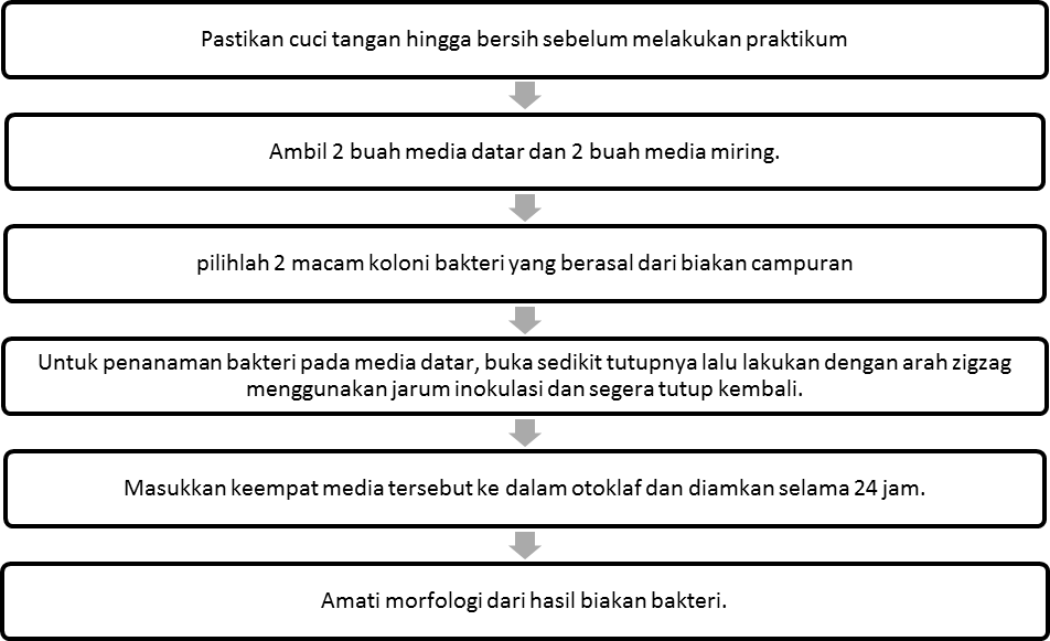 Campuran dari banyak jenis mikroorganisme, oleh karena itu dalam proses. Laporan Praktikum Morfologi Koloni Bakteri Yuniaindah
