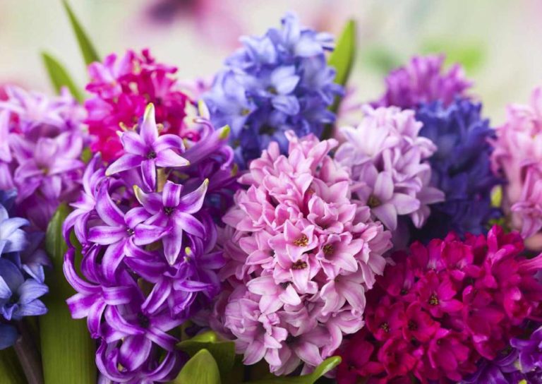 Brânduşa de toamnă este una din cele mai puternice şi totodată mai. Flori de primavara colorate si parfumate - YVE.ro