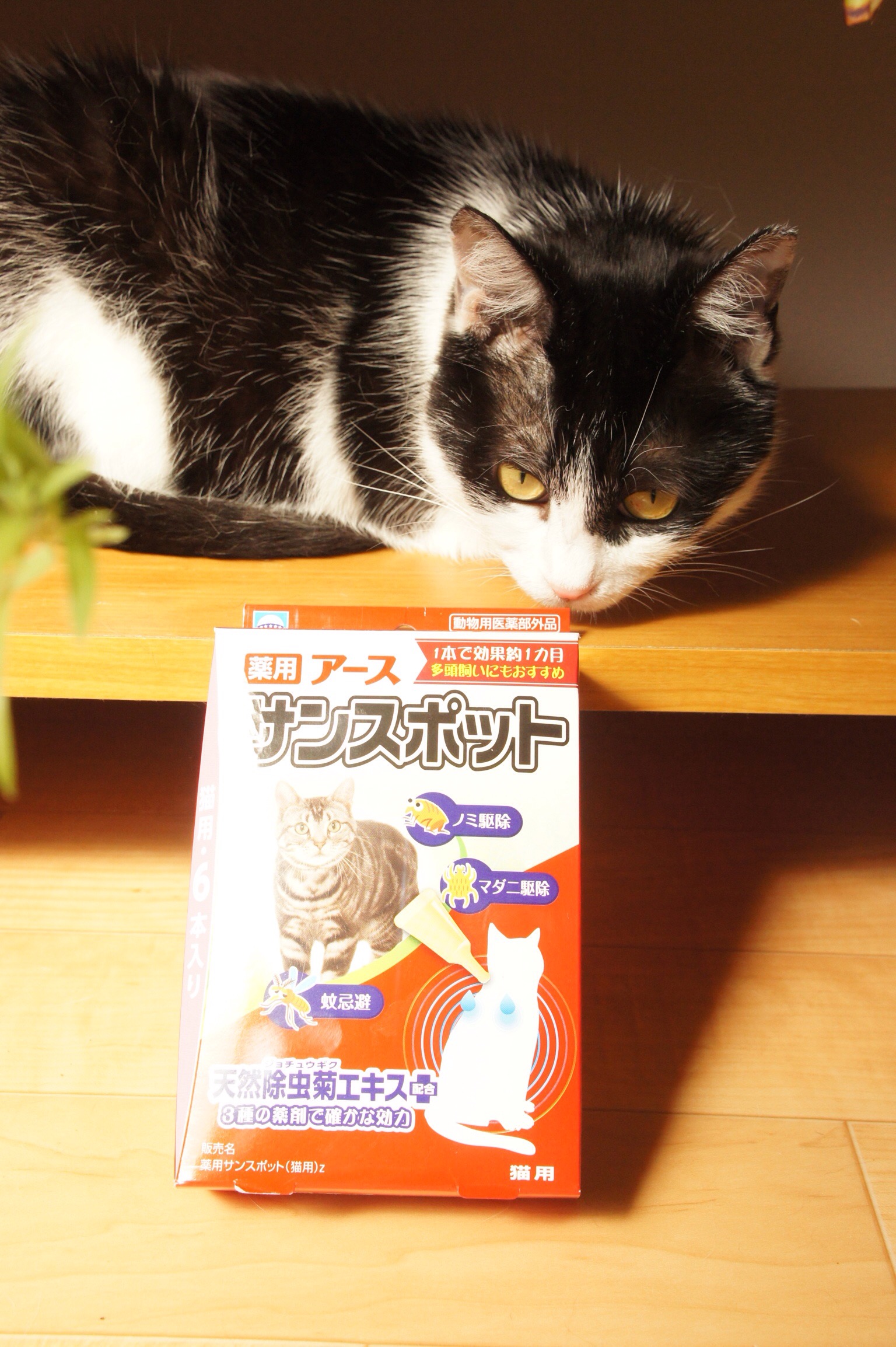 ハレの猫ダニ疑惑  猫とお弁当と植物のブログ