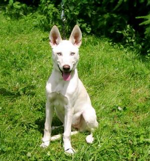 Das günstigste angebot beginnt bei chf 800. Podenco-Husky-Mix - Aisha, (HÃ¼ndin) - Zuhause gefunden