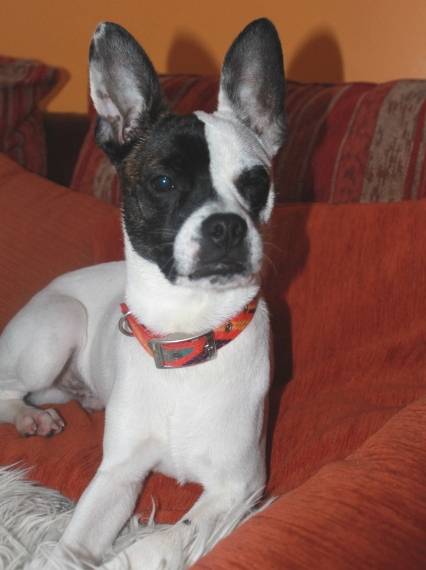 15.10.2021 · aber auch hunde, hamster, meerschweinchen und kaninchen, haben in heinersreuth erst mal ein zuhause gefunden. FranzÃ¶sische Bulldogge - Pinscher Mischling - Connor