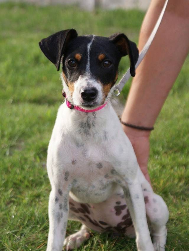 Sehr viele hunde haben 2020 ein schönes zuhause gefunden und unsere betriebsstätte wurde endlich bewilligt. Spanischer Jack-Russel (Bodeguero-Andaluz) - LOLI, (HÃ¼ndin