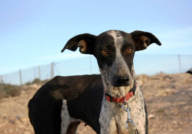 Manchmal kommt es leider vor, dass ein whippet im erwachsenen alter ein neues zuhause sucht. Lola (MA), Podenco Mischling (HÃ¼ndin) sucht ein Zuhause