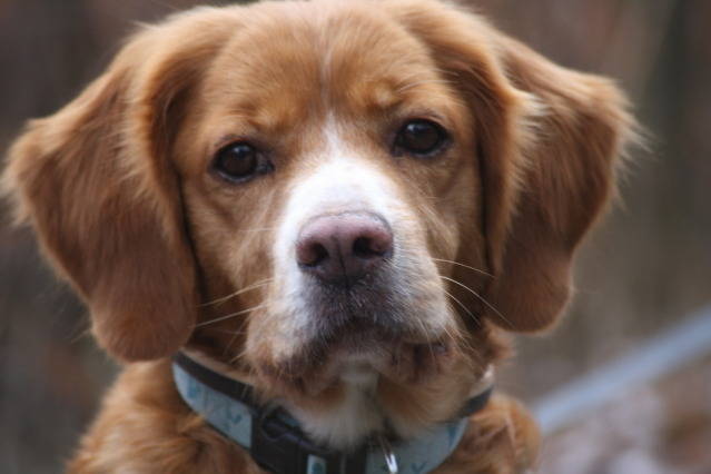 Hund 6 oder mehr stunden allein lassen: Schlappohr-Mix - LUNA, (HÃ¼ndin) - Zuhause gefunden - Hunde