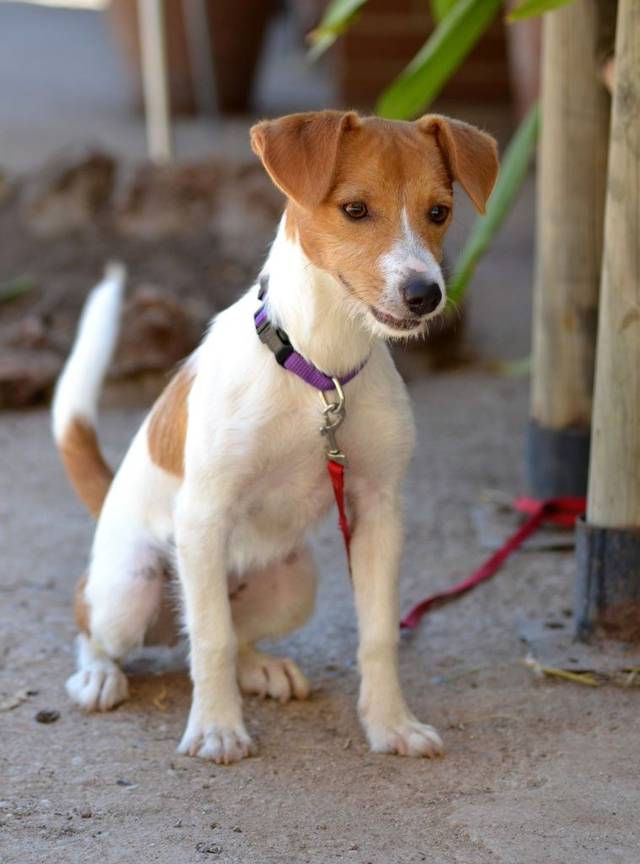 Wahlbeteiligung steigt mit alter der wahlberechtigten. Happy End RONJA, Jack-Russel-Terrier (Mischling?) (HÃ¼ndin