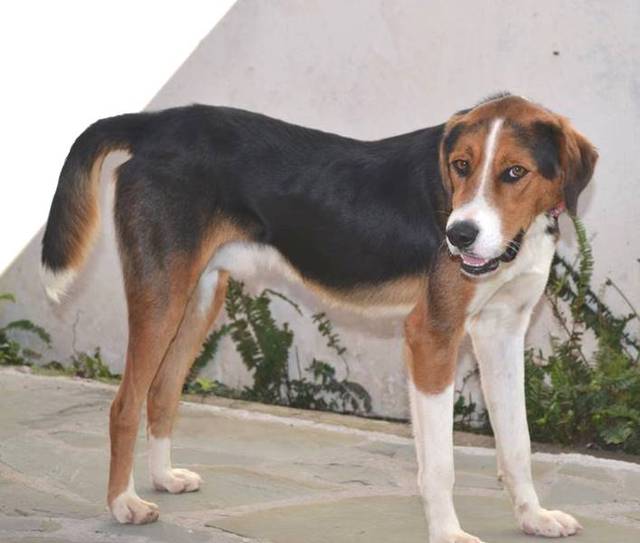 Hamiltonstövare Mischling - Mischling Ivan Rude Zuhause Gefunden Tierfreunde Patras Happy Ends Archiv Von Zergportal De