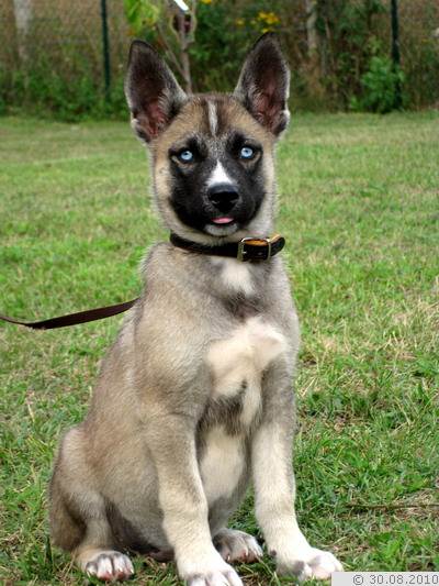 Besteht die möglichkeit, deinen hund zuhause in vertrauter umgebung einzuschläfern? SchÃ¤ferhund-Husky-Mix - Dimon, (Welpe(n)) - Zuhause