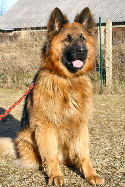 Ich habe immer strassenhunde und auch ältere hunde, das macht keinen unterschied, sie lernen alle und . Altdeutscher SchÃ¤ferhund - Marlon, (RÃ¼de) - Zuhause
