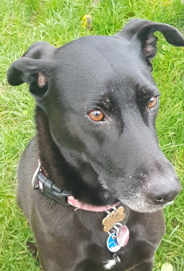 Pet dogs, dogs and puppies, dog cat, miniature italian greyhound,. Maggie Mischling Hundin Sucht Ein Zuhause Saving Dogs E V Zergportal Anzeigen Nr 869391 Das Online Tierheim