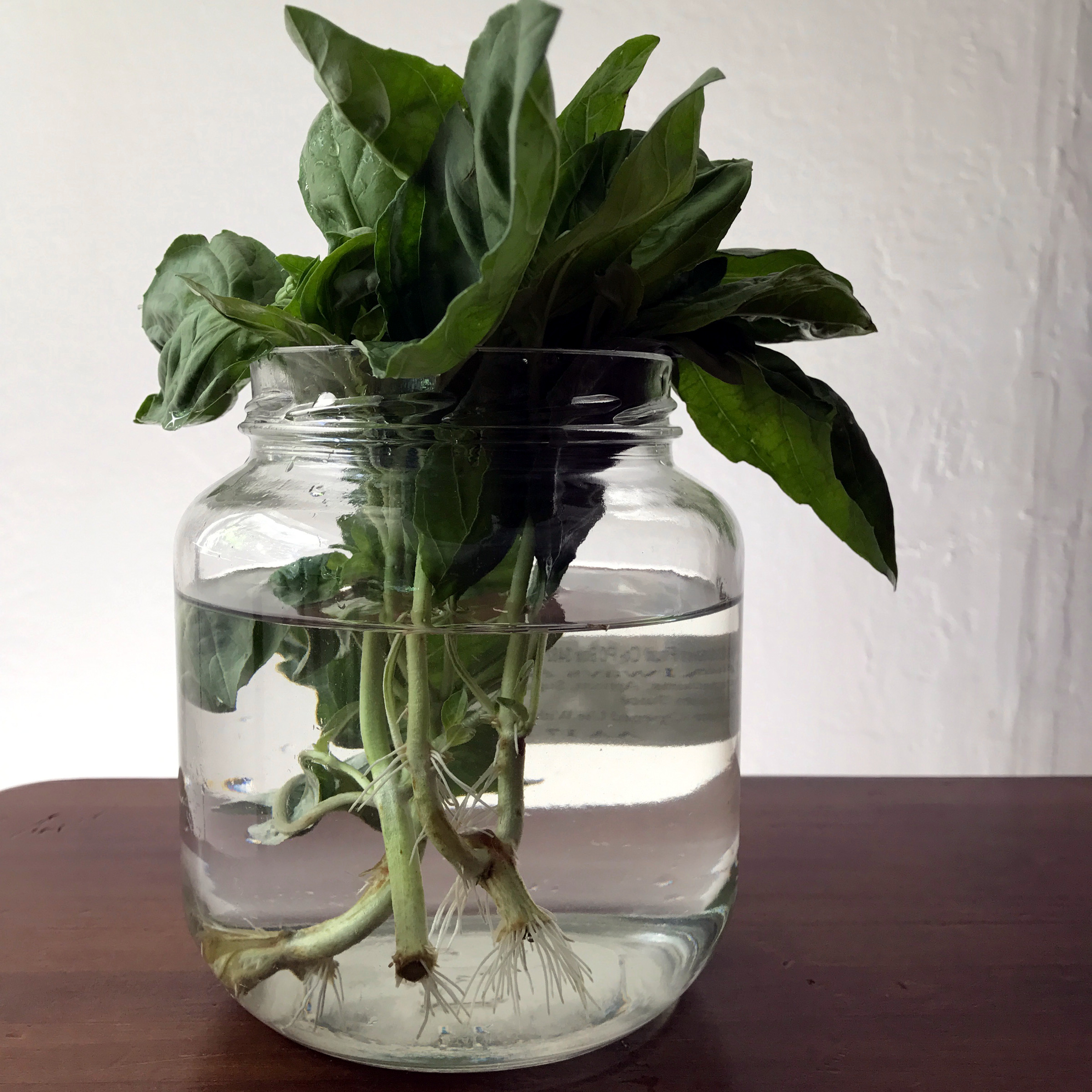 How to Grow Basil from Cuttings ZeroWaste Chef