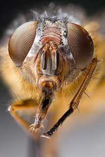 Rd.com home pest control dmitrii erekhinskii/shutterstock summer is the worst season for bed bugs, according to the nationa. How many Insects are there on Earth and how many Different