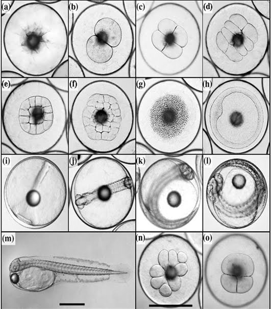 Zigot akan mengalami pembelahan secara mitosis menjadi morula, lalu menjadi . Perkembangan Embrio Ikan Zona Ik N