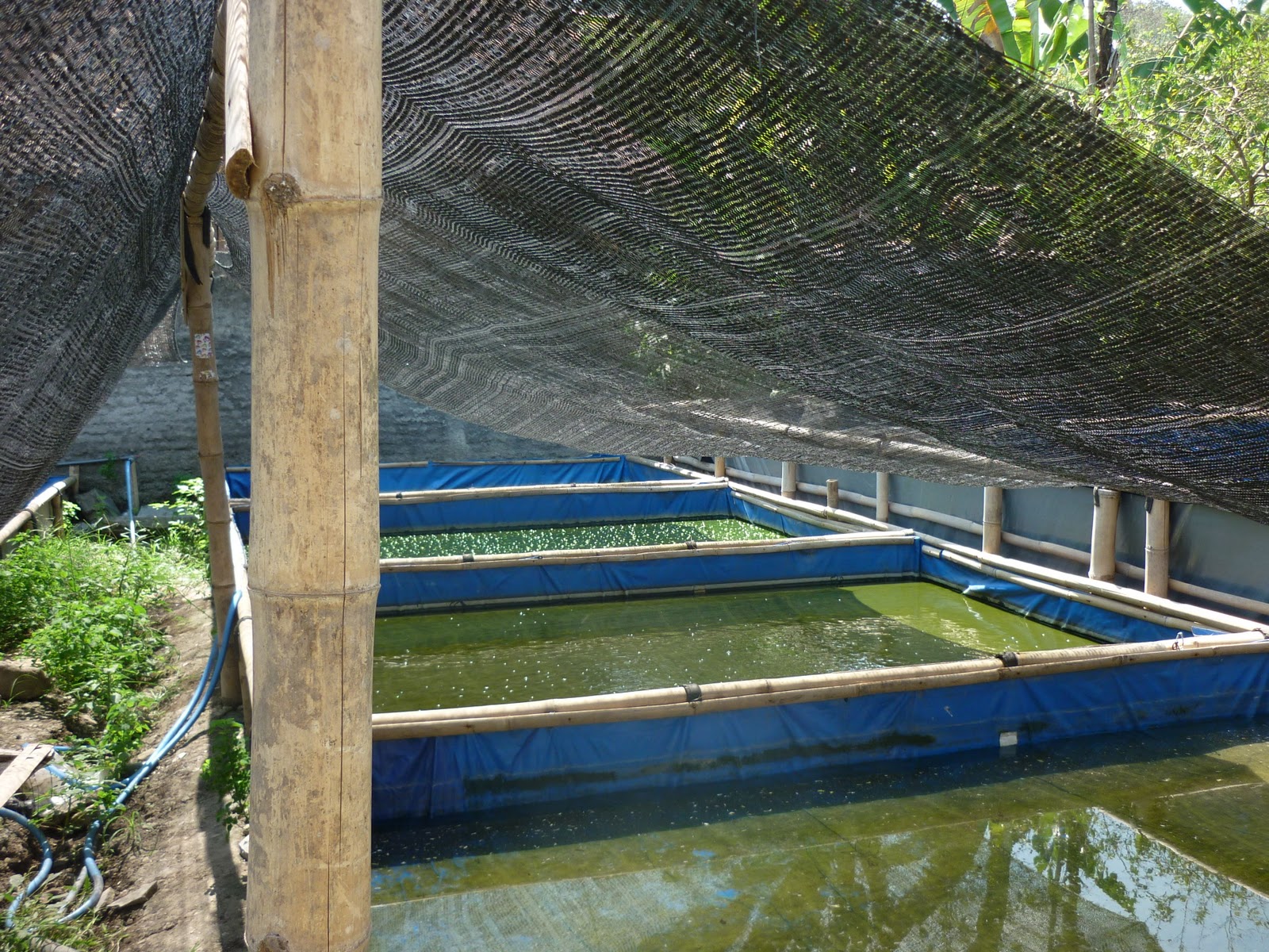 Kualitas air dalam kolam koi merupakan faktor penentu kesuksesan memelihara koi. Anti Ribet Budidaya Lobster Di Kolam Terpal Agrozine