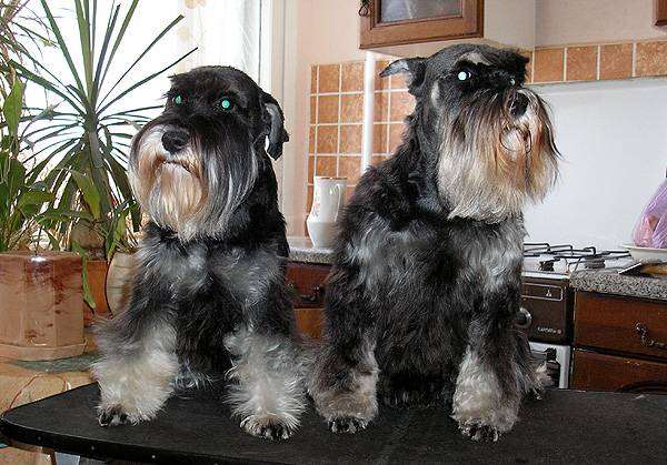 Дрессировка цвергшнауцера в домашних условиях