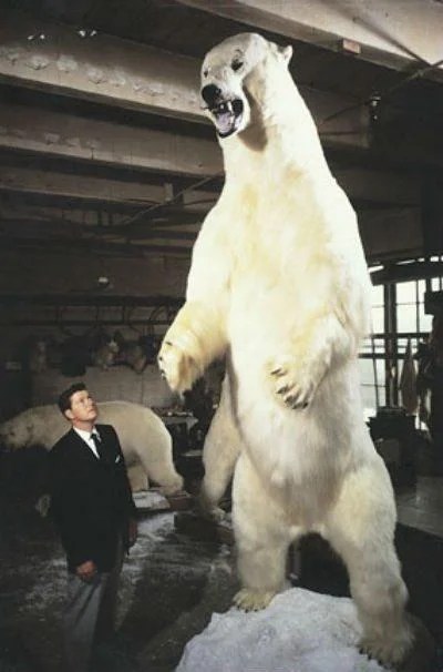 Biggest polar bear - Zooologist