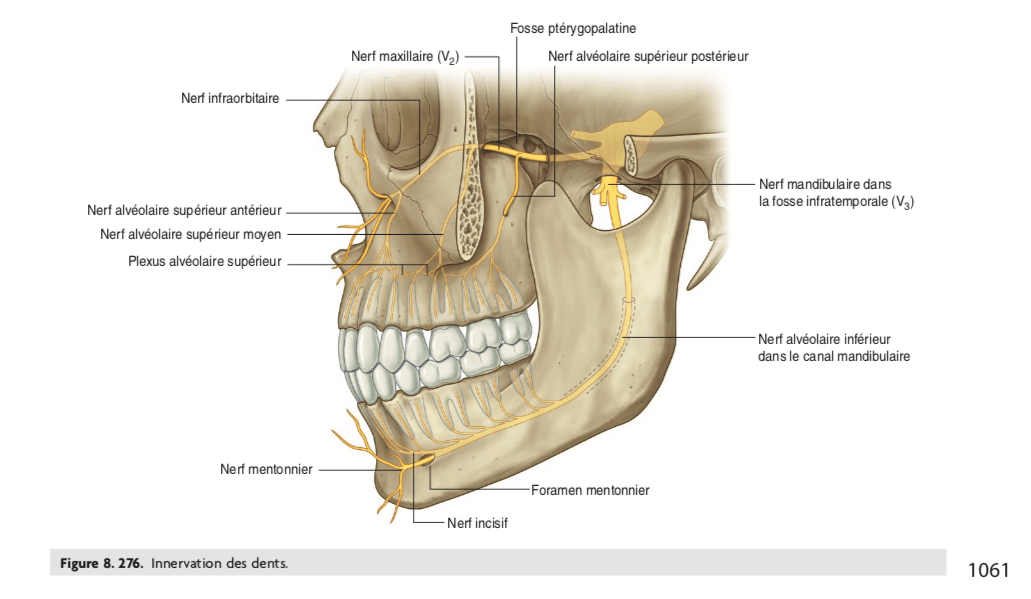 Nerf Alveolaire Inferieur Ue8 Spe Tete Et Cou Tutorat Associatif Toulousain